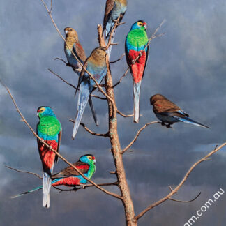 Paradise Parrots, 1770
