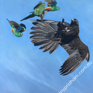 Black Falcon and Mulga Parrots