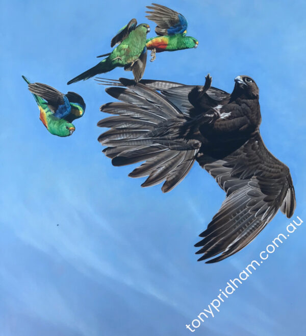 Black Falcon and Mulga Parrots