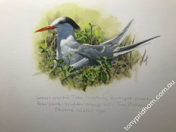 Lesser Crested tern on nest