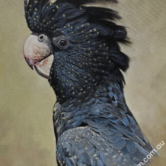 Red-Tailed Black-Cockatoo