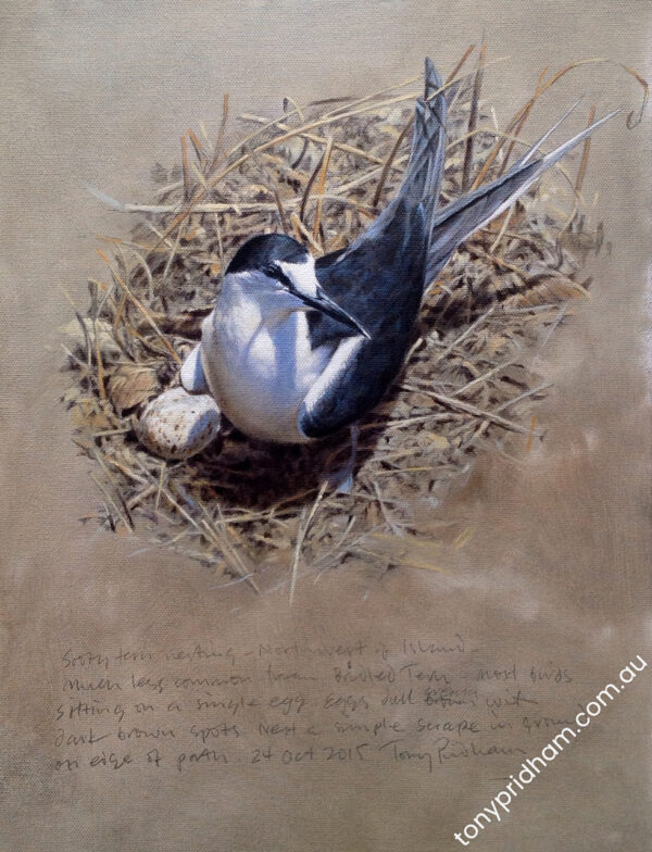 Sooty tern on nest