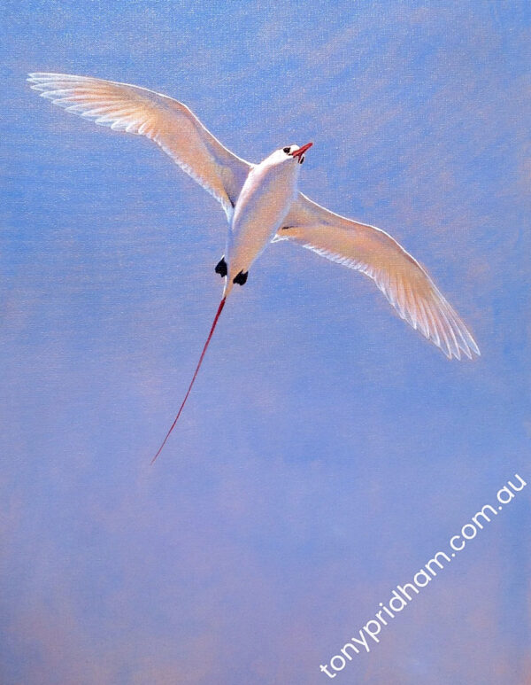 Red-tailed Tropic Bird in flight