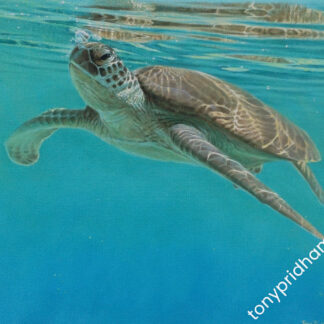 Green Turtle underwater